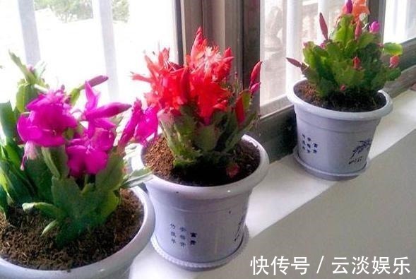 土壤|蟹爪兰用“它”养,根系发达叶片厚,新叶不断冒,开花“几百朵”