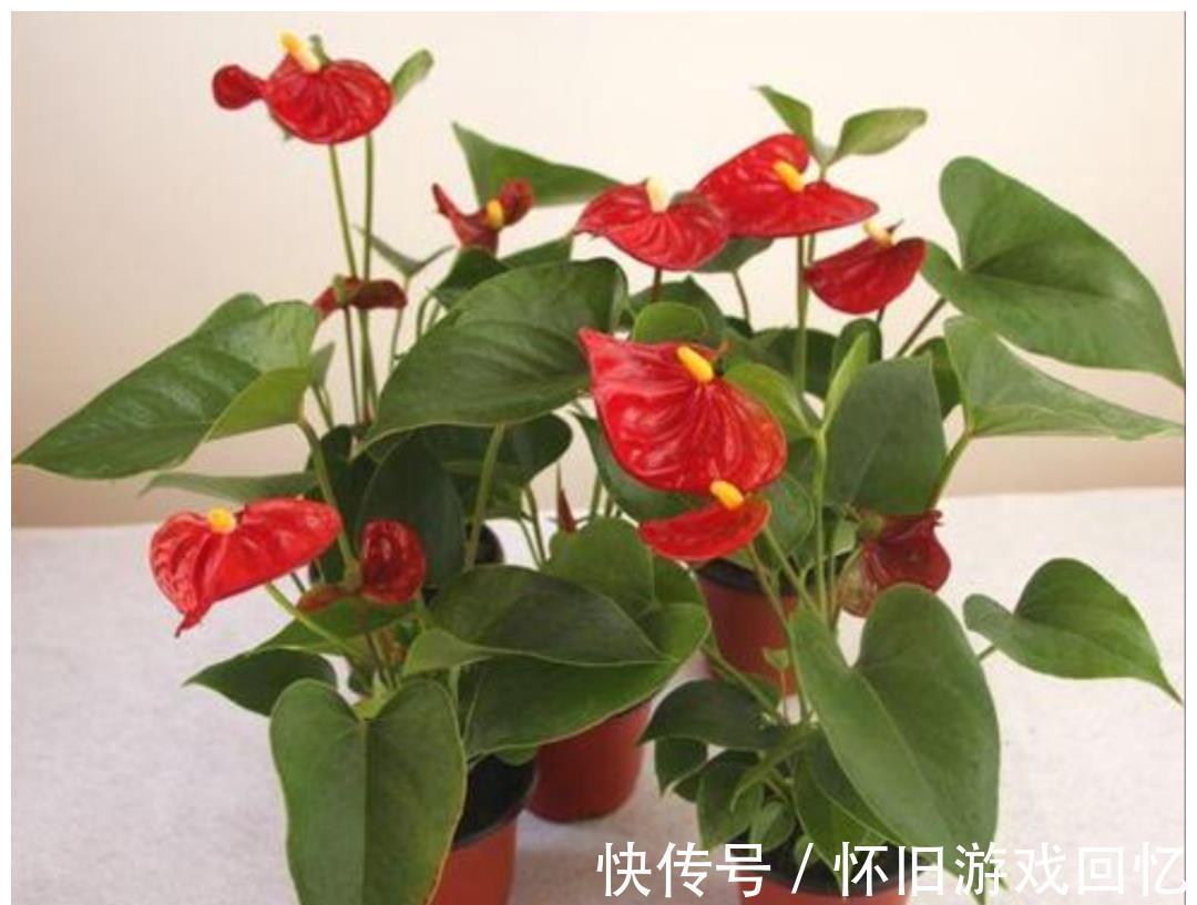 植株|5种喜“半阴花”，入冬以后多见阳光，长得旺早开花