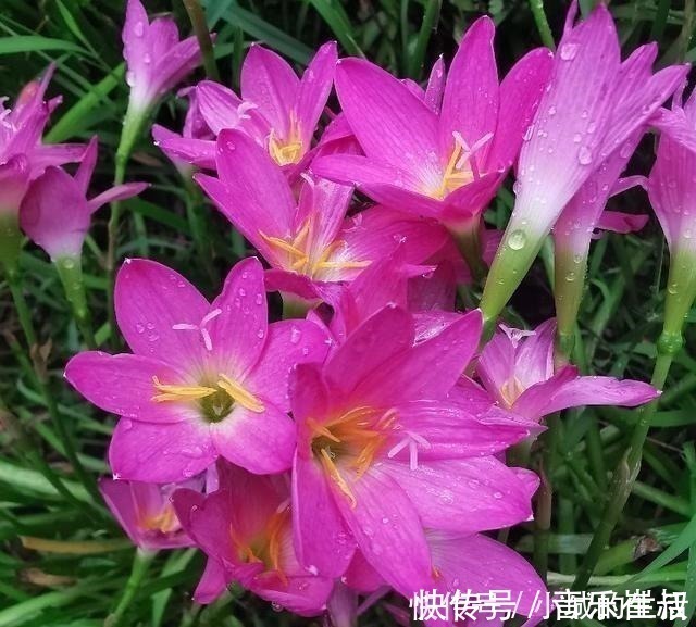 枫树|5种花扔外头,越下雨开得越好,超漂亮!5种花扔外头,越下雨开得越好,超漂亮!