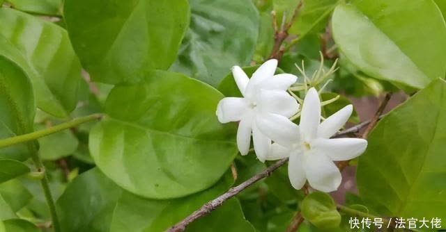 修剪|夏天这样养茉莉,不黄叶,花开一茬接一茬