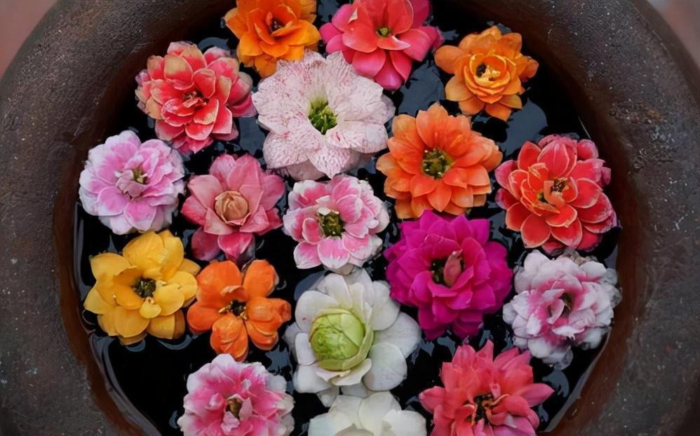 茶花|天气冷,六种花要干养,少水多晒才健壮,养成老桩更旺家