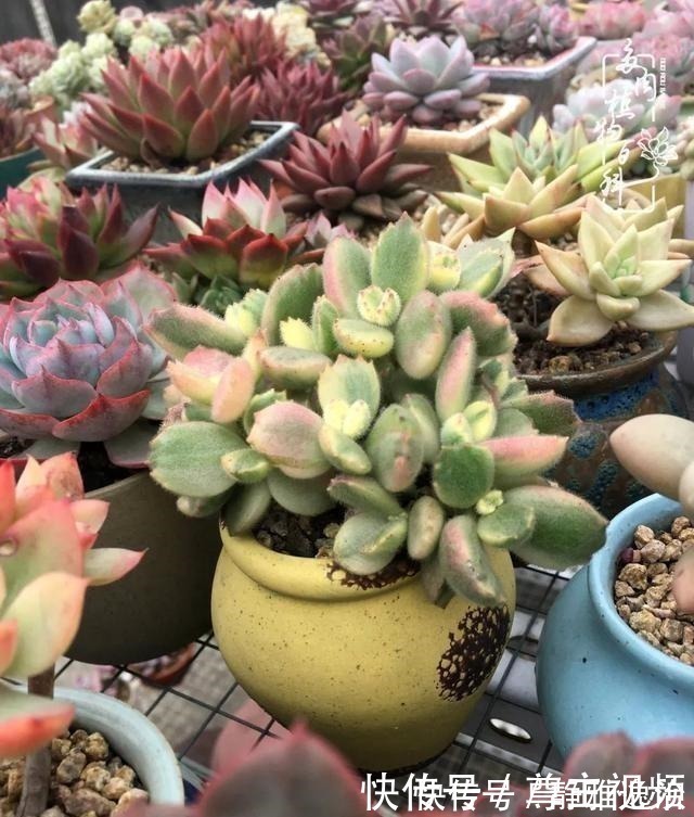 静夜|养多肉三年多,初见惊鸿!累并快乐着!养多肉三年多,初见惊鸿!累并快乐着!