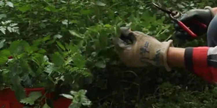 家禽|叶子带齿的这种野草,农民拿去喂家禽,价值极高人称“百草之王”