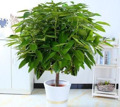 室内养花，浇水遵照“4不”规则，这个冬天并不难熬