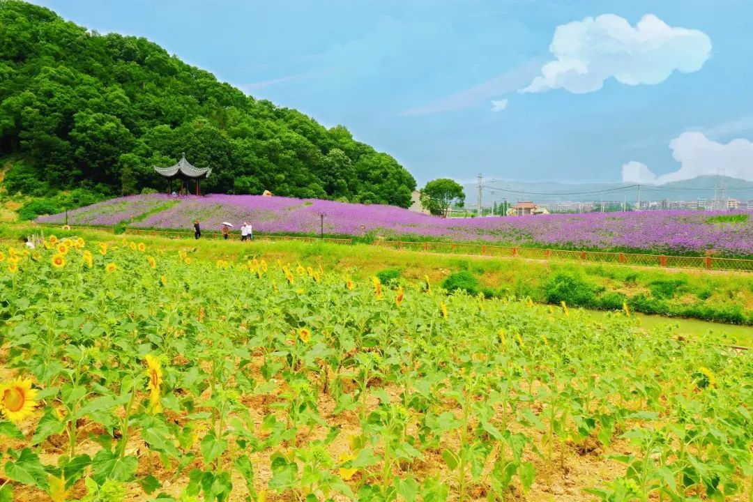 章安|椒江版“普罗旺斯”：市区出发30分钟遇见绝美马鞭草、向阳花海！