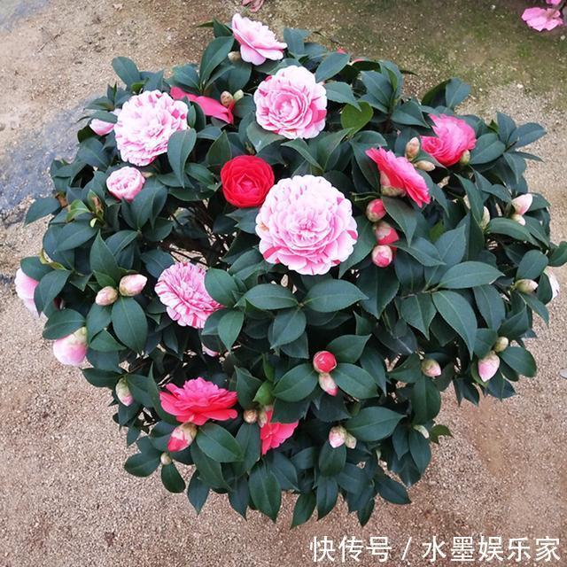 阳台上|想让山茶花爆盆吗掌握养花小知识，那全都不是事。