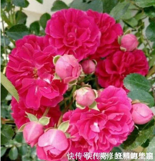 花卉|4种花适合夏天养,家里养一盆,开花漂亮花期长,谁养谁喜欢