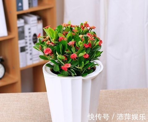 红花酢浆草|开花不断的5种花卉,赏花又闻香,花期超长,漂亮又好养!