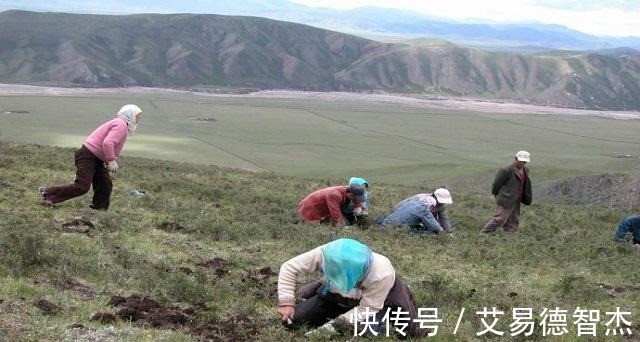 冬虫夏草|中药材之中有一味药，成长期漫长，价格曾高达8万元一斤