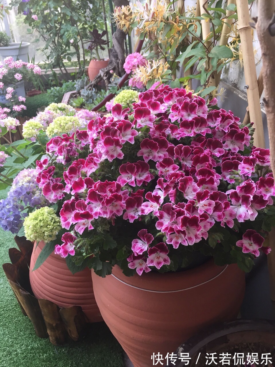 花肥|秋天的天竺葵“掐头去尾”,喂点“开花肥”,40天开花一团团