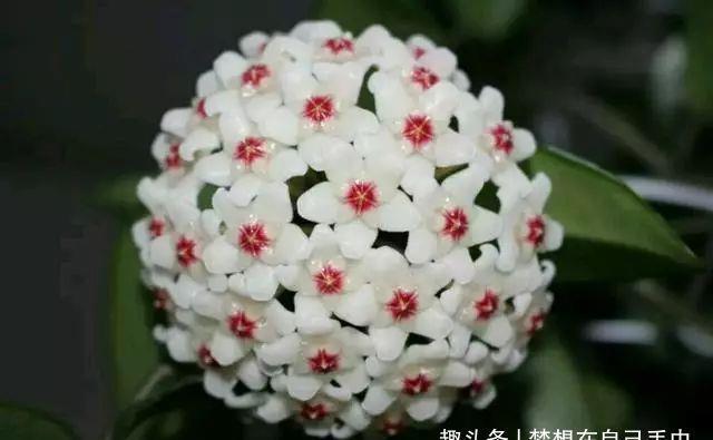 球兰|此盆栽花比香水还香,比绿萝还好养,一年四季开花,幽香飘满堂!