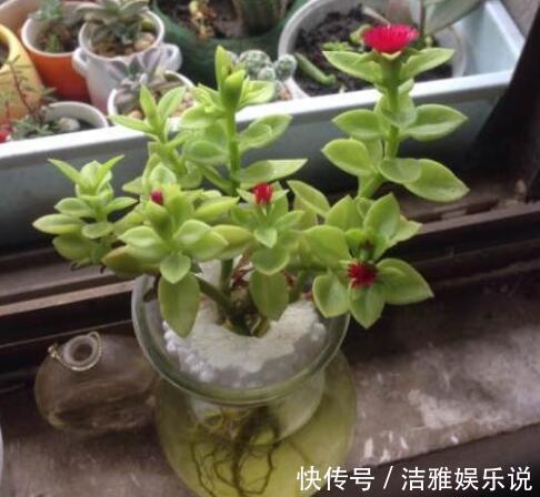 牡丹吊兰|家中养一盆这种“吊兰”,一个修剪技巧,长爆盆,朵朵红花开不停