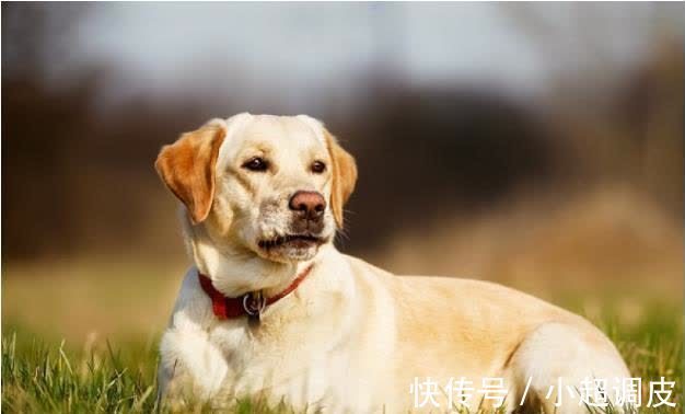 更上一层楼|70年“大金狗”接福了！10月顺利成为人生赢家，老天爷都让你富！