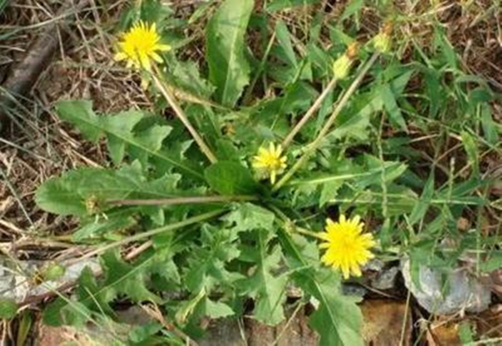  清热解毒|蒲公英虽好，但有“三不喝”，您知道是哪“三不喝”吗别再乱喝