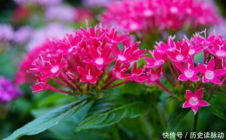 4种花芳香四溢,沾土就活,遇水就疯长,不怕养不活