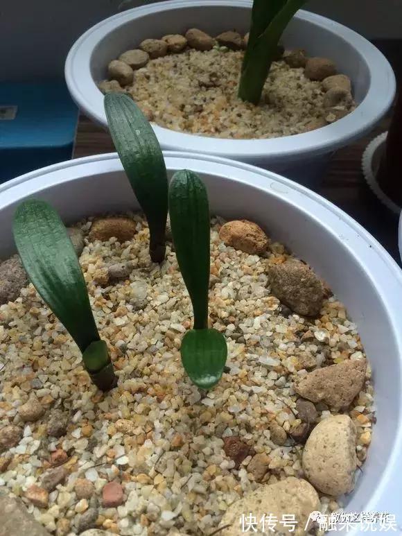 1把沙子撒盆里，土不板结根不烂，叶不黄小飞虫也没了！