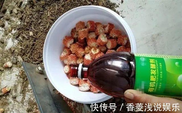 1把核桃垫盆底,不烂根、不招虫,疯长停不下来!