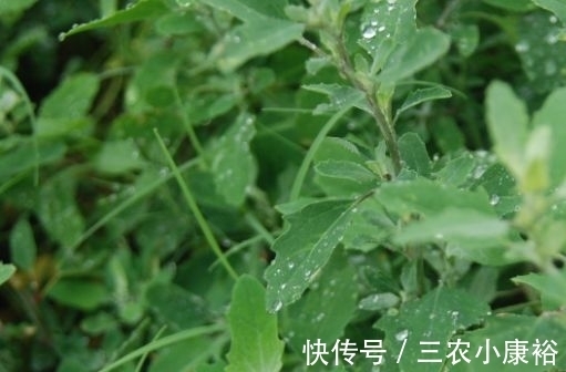 野草|过去是知名的害草，摇身一变成了”高钙菜“，现在城里一斤25元