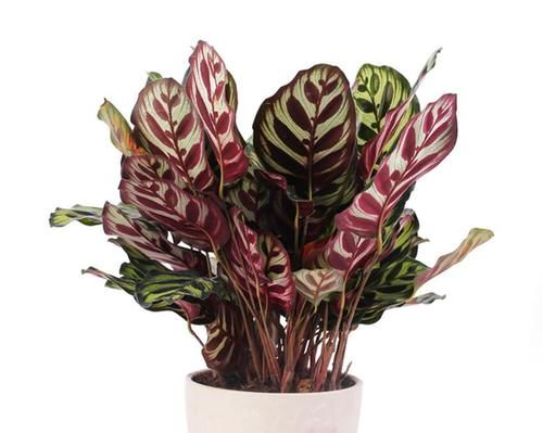  摆放|八款最适合居家养殖的花卉，个个都是高颜值，高端大气显档次