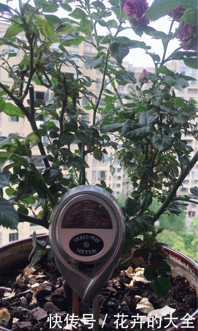 养花不懂浇水,盆里插上这“宝贝”,浇水心里有数,花儿呼呼开花