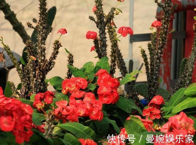种花|客厅不能养这三种花,一点好处没有,养了的抓紧挪走!