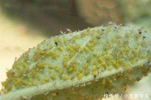 花盆下边的白色虫子