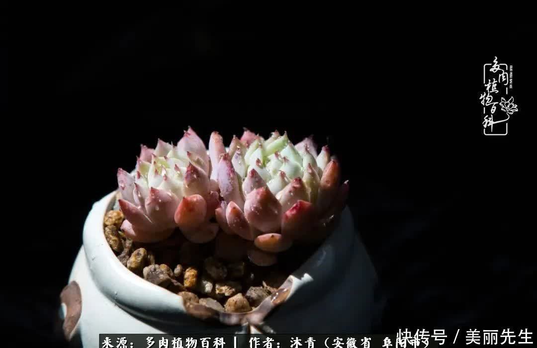 多肉——入了我的时光画卷!