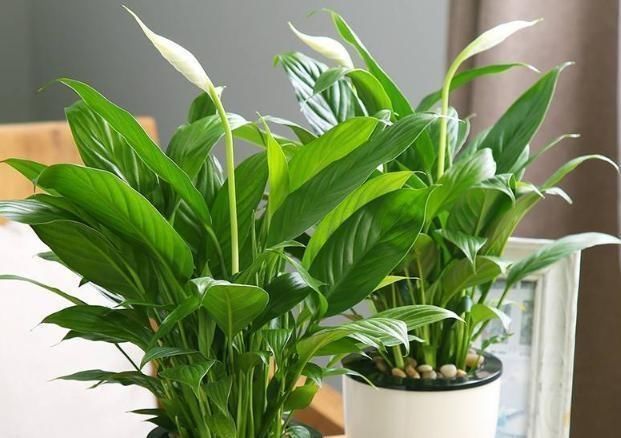 浓度|使用硫酸亚铁,“靠谱”方法教给你,植物不黄叶,北方花友都喜欢