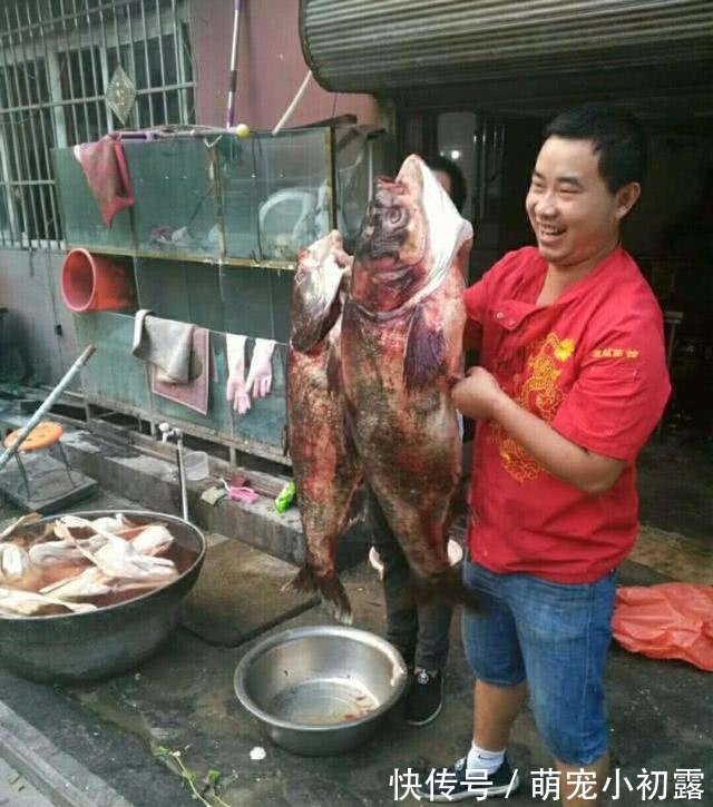 四大家鱼之一的鲢鱼，为什么不受老百姓待见，钓鱼人又如何对待？