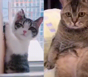 |搞笑GIF趣图兄弟,咱回到家再去秀恩爱好不?