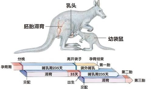 以暂停怀孕|怀孕居然也可以暂停