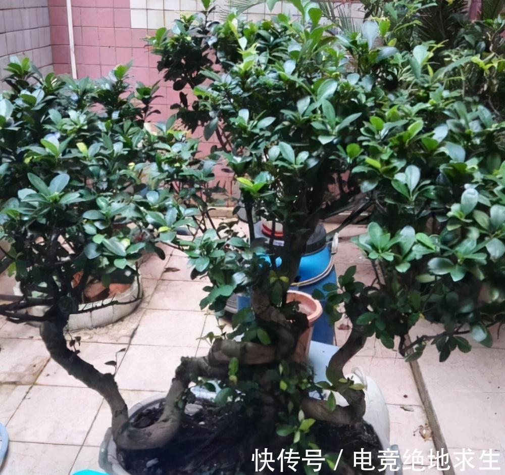 有2种古老庭院树，如今走错路都能遇到，可养好了依旧昂贵