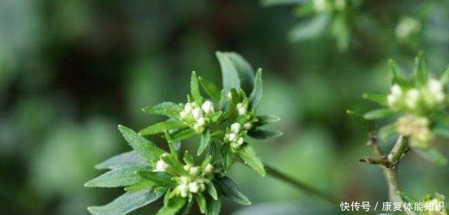 山中这种“植物”，以前当粮食，如今才知是“接骨草”，珍贵！