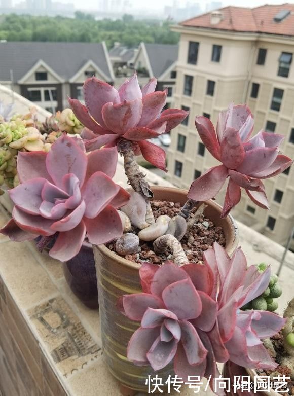 多肉|夏天的多肉怎么浇水？保持“少浇”原则，溜边浇水最安全