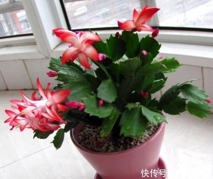 保湿|很好养的6种花草,扦插生根快,花儿开成团,漂亮易养活