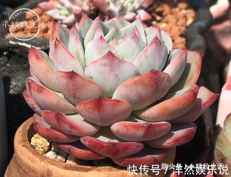 园土|养多肉，新手觉得难，原来是好心办坏事，犯了5个误区