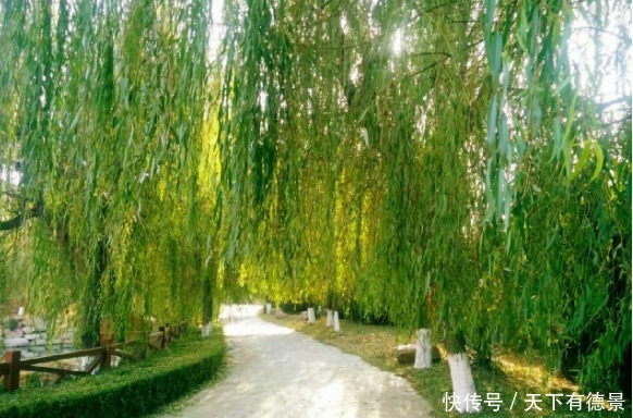 比买的还管用的有机肥,柳树皮,知道有什么好处,该怎么用吗?