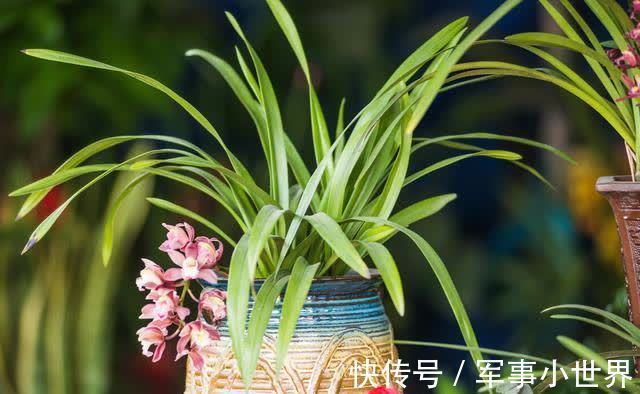 奥绿|兰花和其他花卉在养殖上有不同之处,需要做好这两个方面的工作