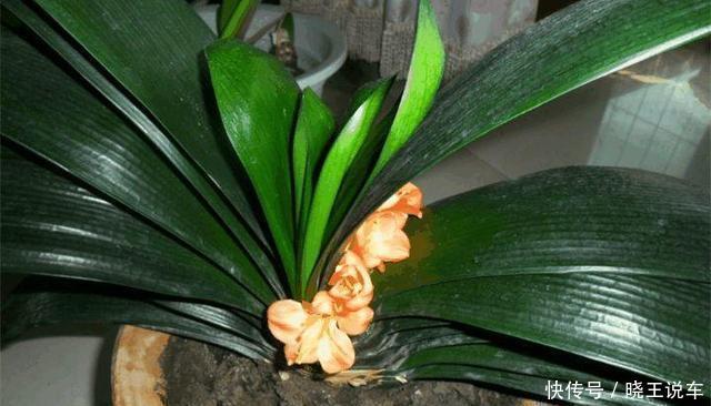 君子兰“夹住了”?3个“五花大绑”法,花箭挺拔,蹭蹭窜满花