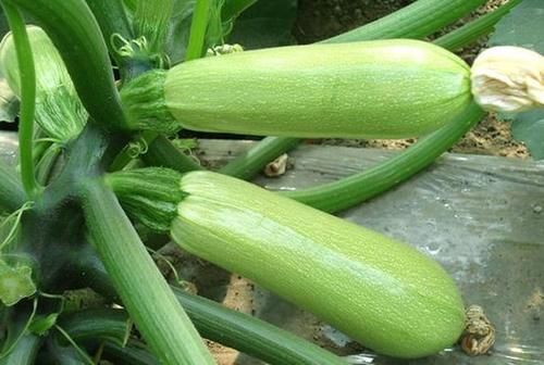 中年|对身体很好的食物，女性常吃，滋阴补肾，排毒抗衰，改善体质