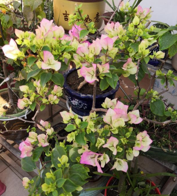 三角梅用“此方法”养，一年开花200天，次次开爆盆，花比叶子多