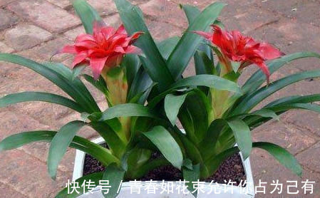 盆栽|这几种花卉盆栽号称“天然空气清道夫”,养上一盆,不失眠睡得香