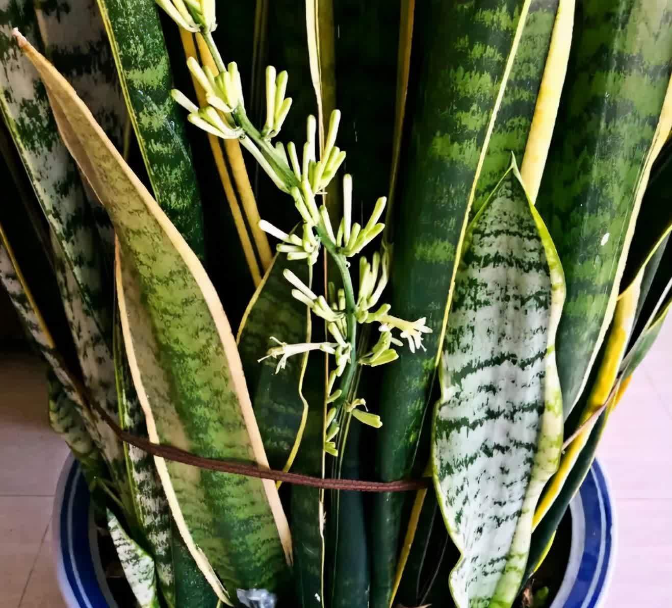 土壤|立春后,虎皮兰迟迟不出芽怎么办?满足4点,侧芽接连往外冒