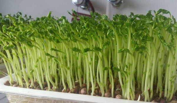 韭菜|春季最有“名气”的5种菜，懂行的都会吃，提高自己免疫力