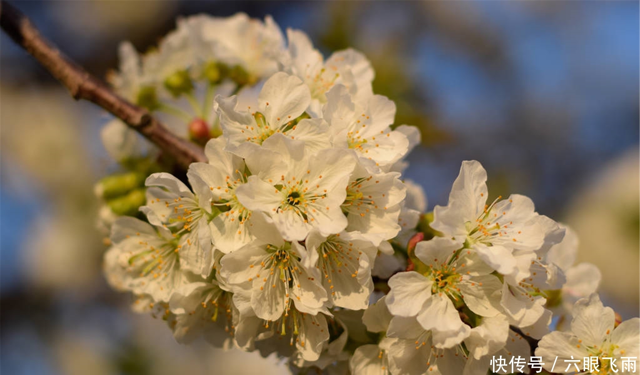 龙达|元稹樱桃花丽诗两首：樱桃花，一枝两枝千万朵，花砖曾立摘花人