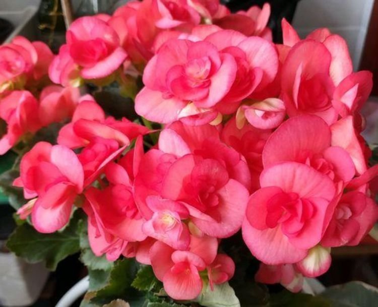 4种花是懒人的最爱,开花多、长期长,漂亮又好养!