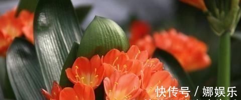 阿司匹林|3种过期药片,可不能扔了,可是养花宝贝,肥效强10倍