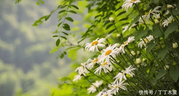  道理|《小王子》很纯真的一本书，看完能够明白很多道理