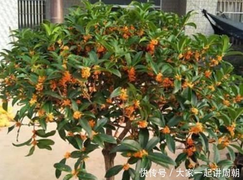 家里阳台必养此款花卉,旺宅、招财富贵来,聪明人都在养