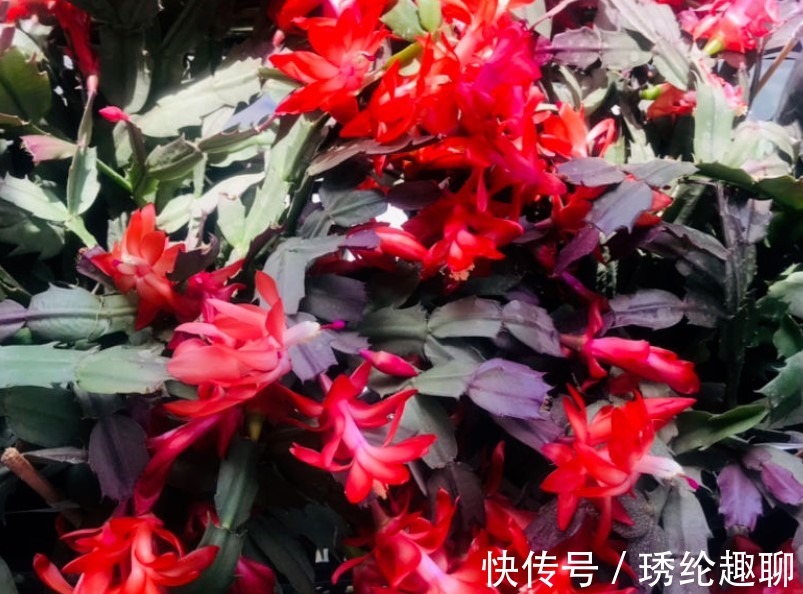 夏季|这两种花夏季千万不要购买回家,入夏就会休眠,非常难养活